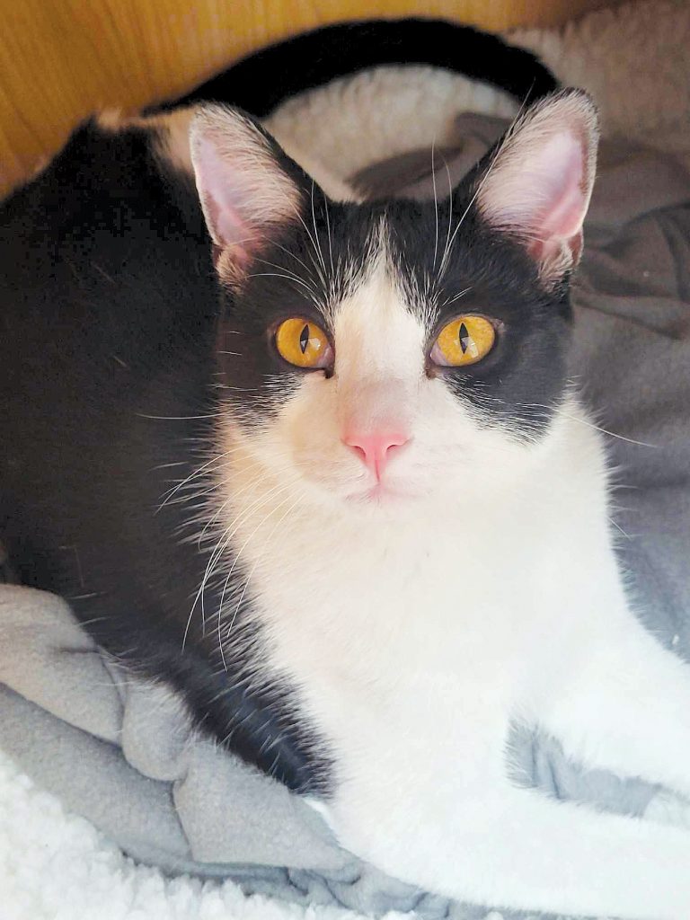 Templeton, the cat