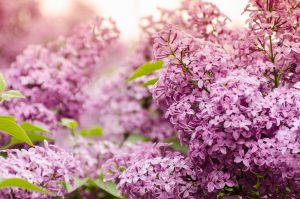 Beautiful purple lilac flowers. Macro photo of lilac spring flowers. Floral background.