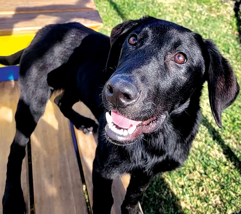 Coal, The dog