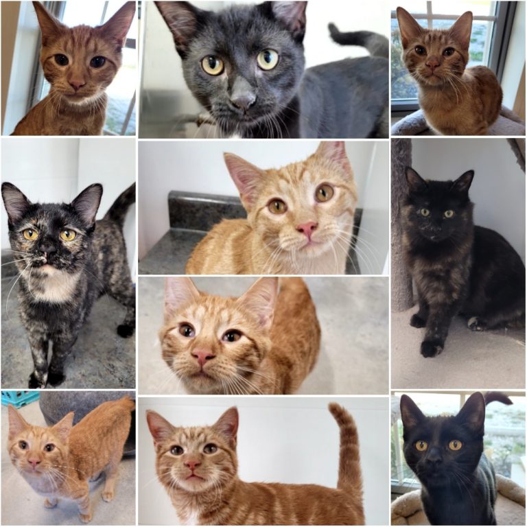 Orange and Black Kittens available for adoption!