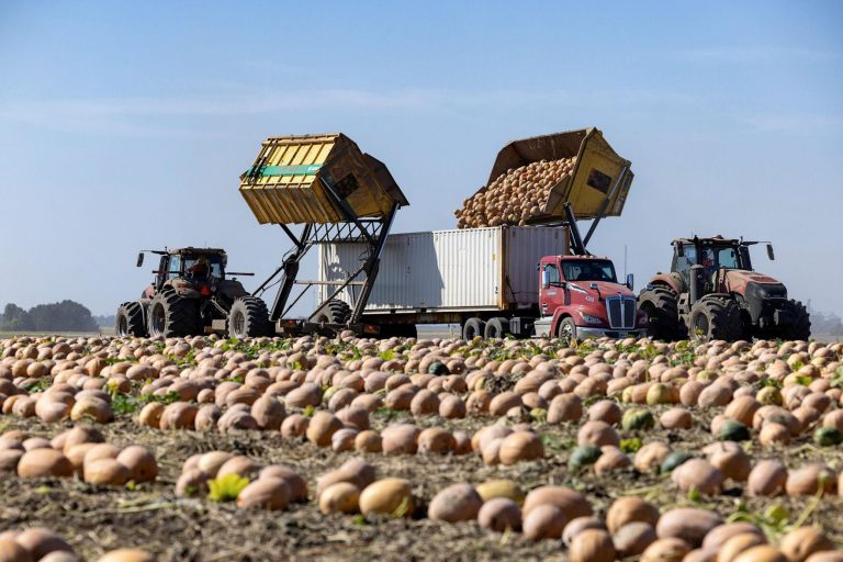 Pumpkin Harvest