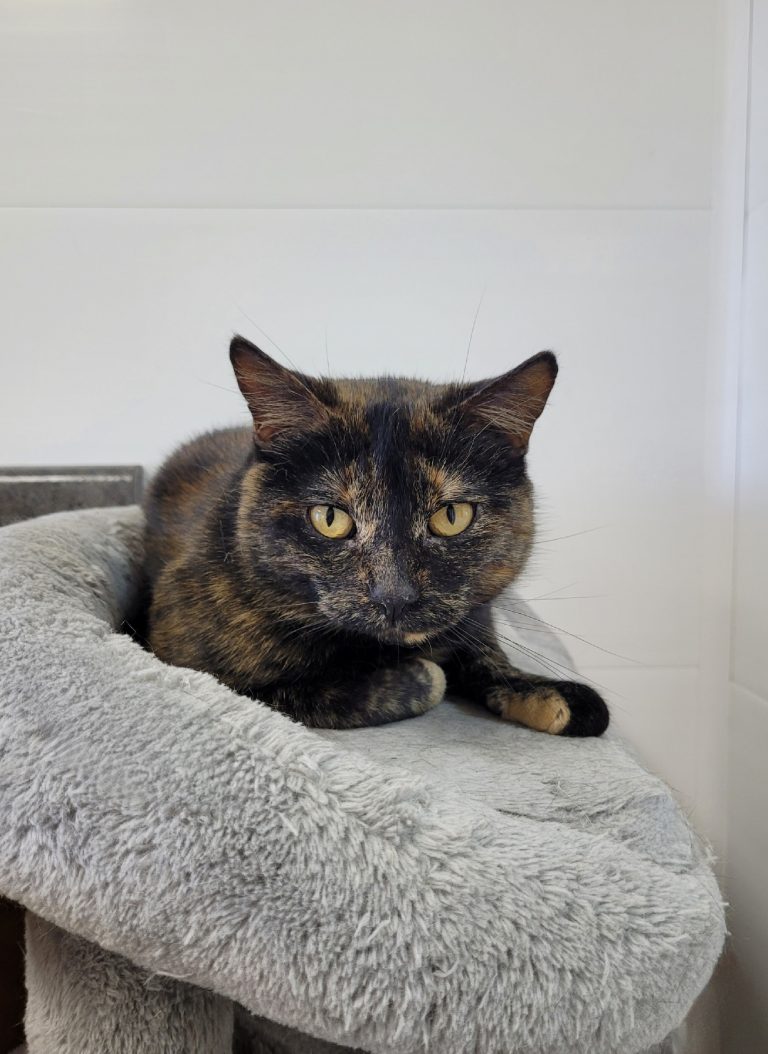 Faith the Cat