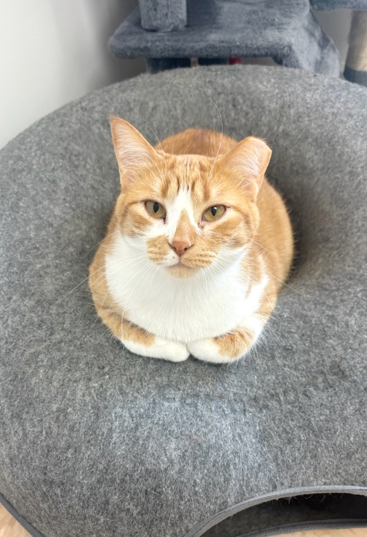 Dianne, the Cat