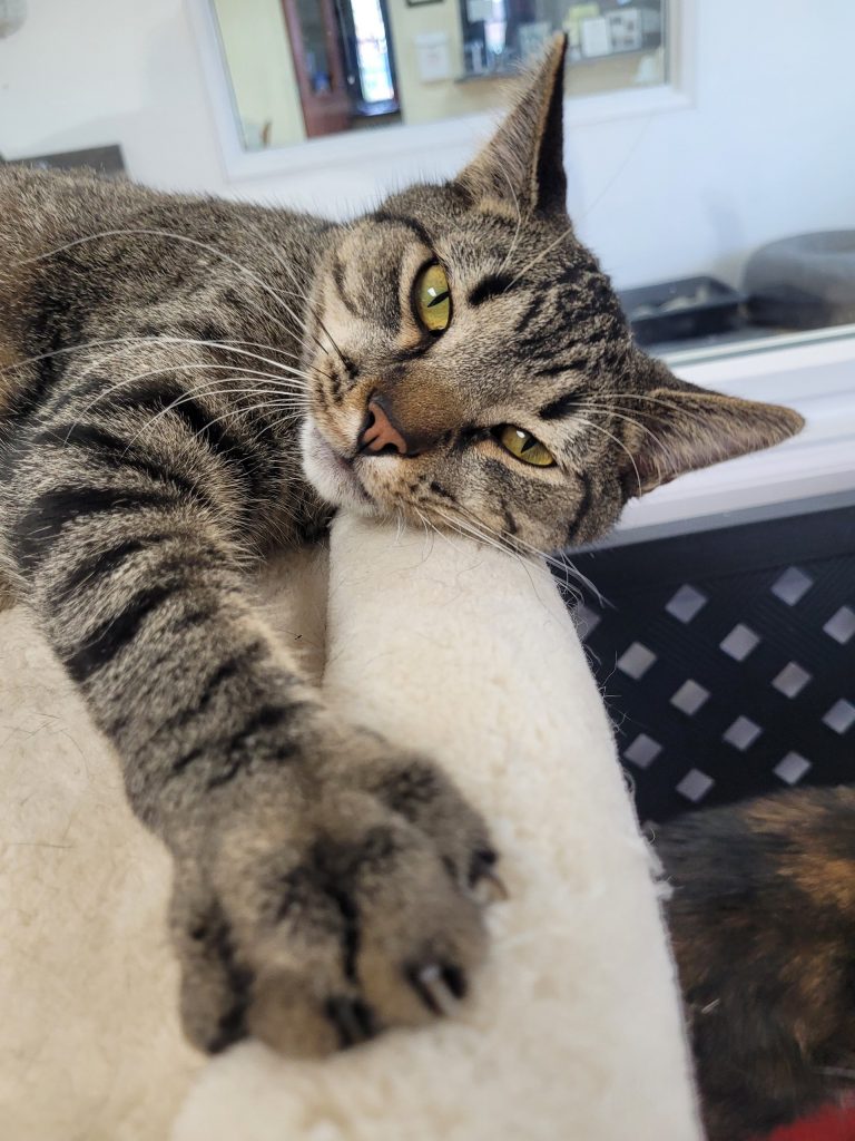 Donny, the Cat