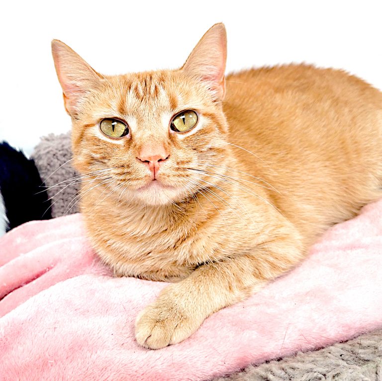 Shila, the cat