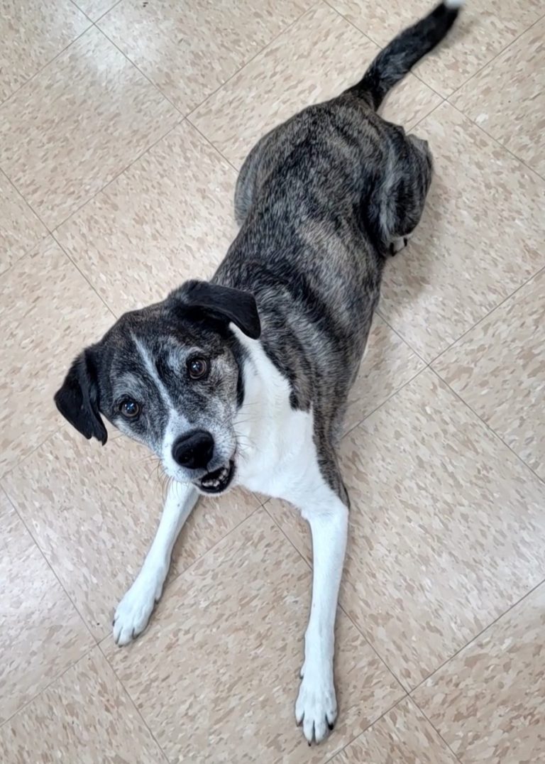 Mioshi, the brindle terrior mix