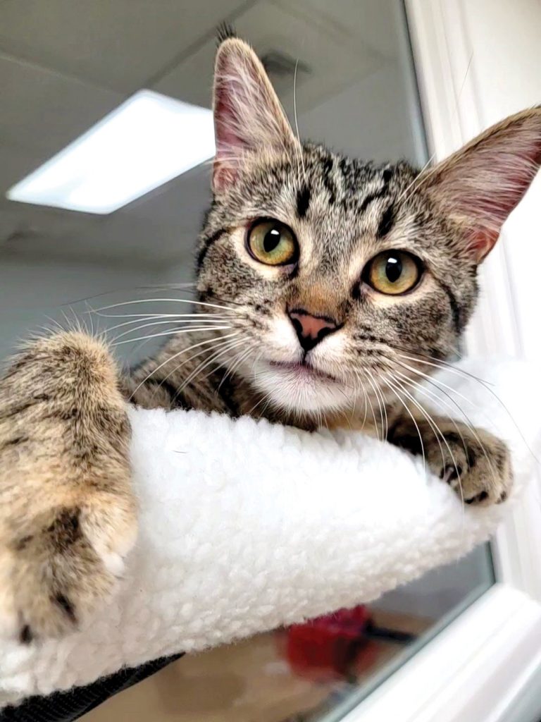 Elsa, the cat