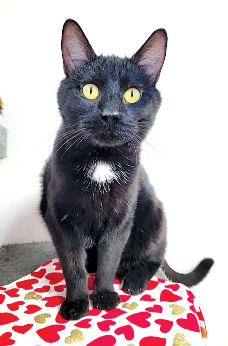 Kristoff, Cat