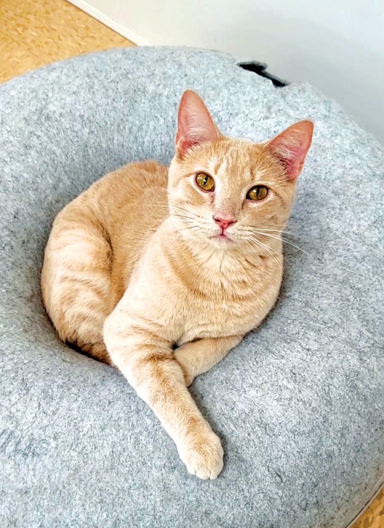 Travis the cat